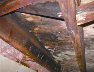 mold and rot in a Utica crawl space